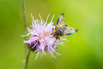Wanzenfliege (Phasia hemiptera, Syn.: Alophora hemiptera) auf einer Distel