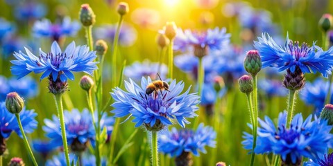 Fototapeta premium Vibrant blue cornflower blooms in a lush meadow, attracting determined bees that land delicately on its petals to collect sweet nectar on a sunny day.