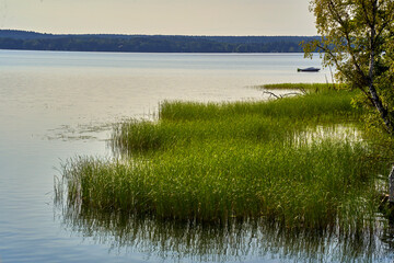 Reeds advancing into the water of a lake