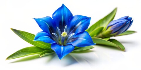 Isolated bright blue gentian bloom on a plain white background, radiating elegance and serenity, provides ample copy space for text or design elements.