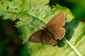 Obraz premium Brauner Waldvogel (Aphantopus hyperantus)