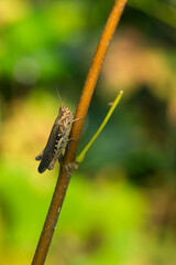 Brauner Grashüpfer (Chorthippus brunneus)