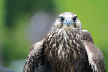 Sakerfalke, Falke Closeup, Greifvogel Blick in die Kamera