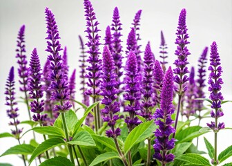 Fototapeta premium Isolated purple salvia plant stands upright on a clean white background, showcasing its delicate purple flowers and lush green leaves in a sleek, modern composition.