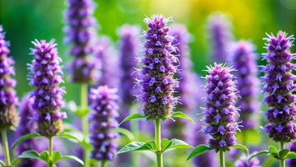 Fototapeta premium Vibrant purple anise hyssop flowers form a delicate mound, showcasing intricate petals and tiny black seeds, set against a soft, blurred green background.