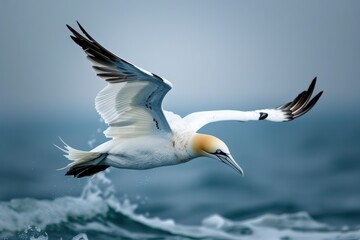 Obraz premium A majestic northern gannet diving into the ocean, with its wings folded back. 
