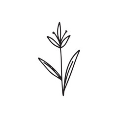 hand drawing black line floral isolated on white background. botanical floral