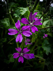 Purple flower with dark background in spring.