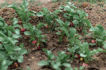 Red radishes grow in the garden. A close plan