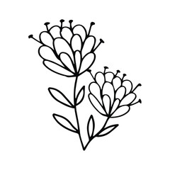 hand drawing black line floral isolated on white background. botanical floral