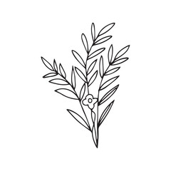 hand drawing black line floral isolated on white background. botanical floral