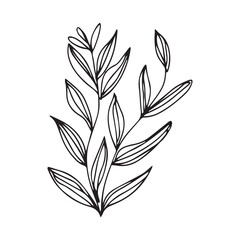 hand drawing black line floral isolated on white background. botanical floral