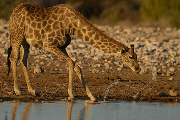 Giraffe (Giraffa camelopardalis) drinking at a waterhole in Etosha National Park, Namibia