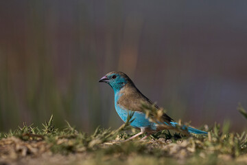 Blue Waxbill (Uraeginthus angolensis) at a waterhole in Onguma Nature Reserve bordering Etosha National Park, Namibia.