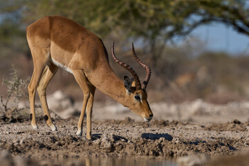 Male Impala (Aepyceros melampus) at a waterhole in Onguma Nature Reserve bordering Etosha National Park, Namibia.