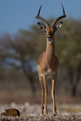 Male Impala (Aepyceros melampus) approaching a waterhole in Onguma Nature Reserve bordering Etosha National Park, Namibia.