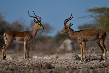 Male Impala (Aepyceros melampus) face to face with a male Black-faced Impala (Aepyceros melampus petersi) Onguma Nature Reserve bordering Etosha National Park, Namibia.