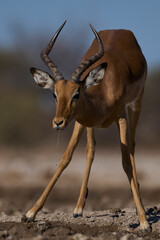 Male Impala (Aepyceros melampus) at a waterhole in Onguma Nature Reserve bordering Etosha National Park, Namibia.