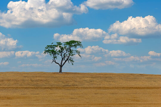 Baum