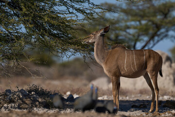 Female Greater Kudu (Tragelaphus strepsiceros) browsing on a tree in Onguma Nature Reserve bordering Etosha National Park, Namibia.
