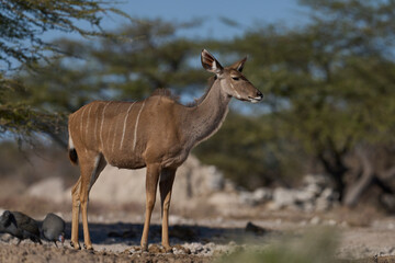 Female Greater Kudu (Tragelaphus strepsiceros) at a waterhole in Onguma Nature Reserve bordering Etosha National Park, Namibia.