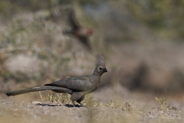 Grey Go-away-bird (Corythaixoides noncolor) at a waterhole in Onguma Nature Reserve bordering Etosha National Park, Namibia.