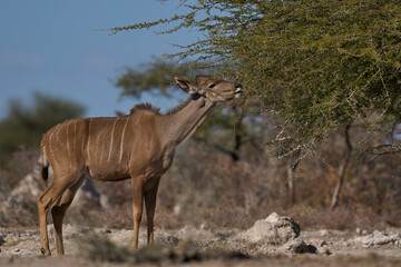Female Greater Kudu (Tragelaphus strepsiceros) browsing on a tree in Onguma Nature Reserve bordering Etosha National Park, Namibia.
