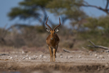 Male Impala (Aepyceros melampus) approaching a waterhole in Onguma Nature Reserve bordering Etosha National Park, Namibia.