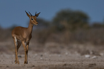 Young male Impala (Aepyceros melampus) approaching a waterhole in Onguma Nature Reserve bordering Etosha National Park, Namibia.