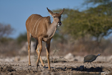 Female Greater Kudu (Tragelaphus strepsiceros) at a waterhole in Onguma Nature Reserve bordering Etosha National Park, Namibia.