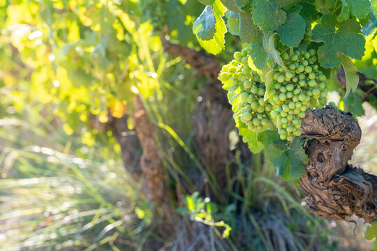 This close-up captures clusters of green grapes hanging on the vine, bathed in bright sunlight, epitomizing the potential of a future bountiful harvest in a vineyard in Penedes wine region Spain
