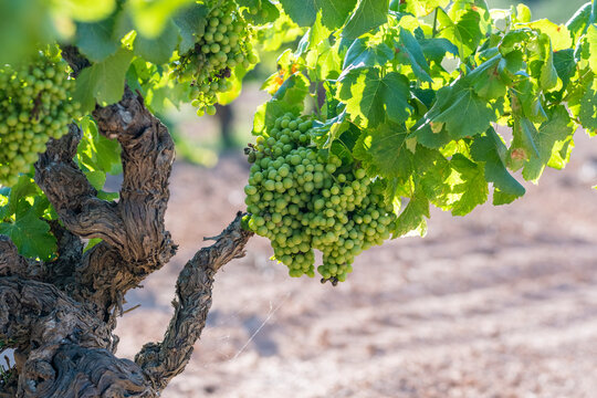 A close-up shot of grape bunches hanging from an old vine, highlighted by sunlight, depicting the contrast between the robust past and the fresh new yield in a vineyard in Penedes wine region Spain