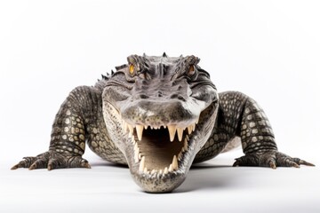 Fototapeta premium Crocodile dinosaur reptile animal.