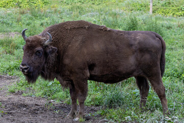 European bison, wisent, standing in a grassy and partially muddy area, large, muscular build covered in thick, dark brown fur. King of wild european forest. Żubr 
