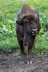 European bison, wisent, standing in a grassy and partially muddy area, large, muscular build covered in thick, dark brown fur. King of wild european forest. Żubr 