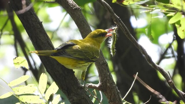 꾀꼬리,새,육추,벌레,새끼,한국