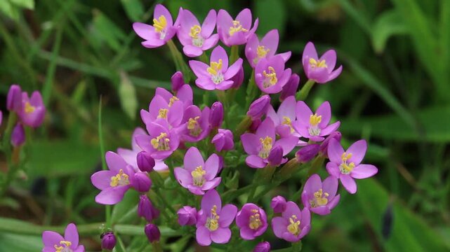 Common Centaury, Centaurium erythraea , flowering in July. UK