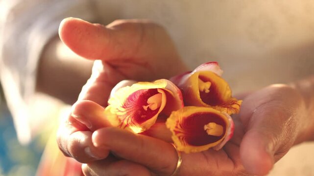 Blooming Gingembre Coquille, Alpinia Zerumbet Flowers In A Woman Hands. Close-up Shot