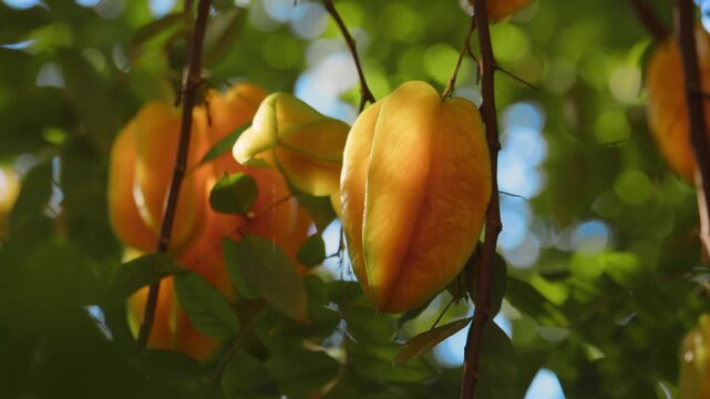 Edible Fruit Of Carambola, Star Fruit On A Tropical Tree. Close-up Shot