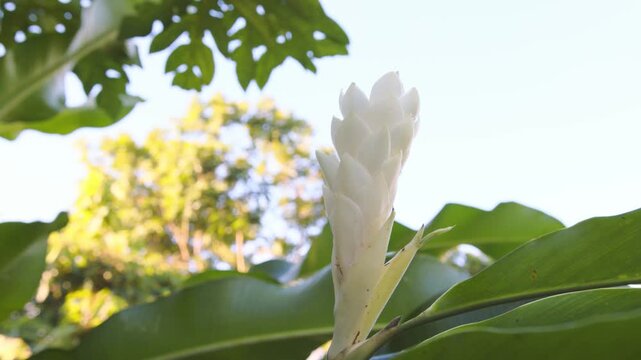 Alpinia Blanc, Fleur de Martinique - Close Up Shot