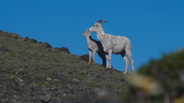 Couple Of Dall Sheep On Sheep Mountain At Kluane National Park, Yukon, Canada. Selective Focus Shot