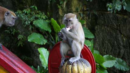 Cuevas de Batu, Gombak, Malasia
