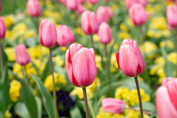 Close up of red or pink tulip field flower in spring at the garden