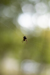 Old factory with objects abandoned inside and growing nature, power of life
