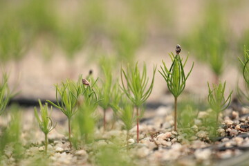 Growing Pine and Spruce Saplings, Oak Tree Planting in Forest, Young Trees, Reforestation Efforts with Saplings, Forest Regeneration, Small Pine and Oak Trees Growing Tree Cultivation, Planting Season