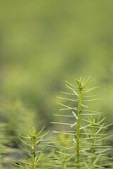 Growing Pine and Spruce Saplings, Oak Tree Planting in Forest, Young Trees, Reforestation Efforts with Saplings, Forest Regeneration, Small Pine and Oak Trees Growing Tree Cultivation, Planting Season