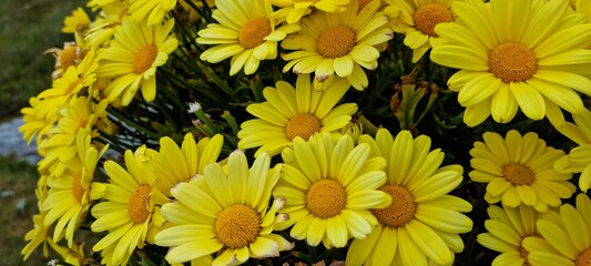 yellow gerbera summer flowers in sunshine close up