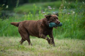Beautiful labrador retriever carrying a green training dummy in its mouth during a competition.