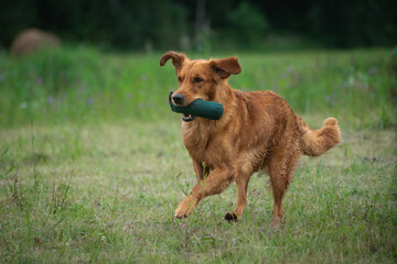 Beautiful golden retriever carrying a green training dummy in its mouth during a competition.