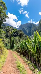 Fototapeta premium Scenic Dirt Path Leading Through Lush Greenery in Tropical Mountains